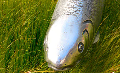 手机号验证码轰炸免费